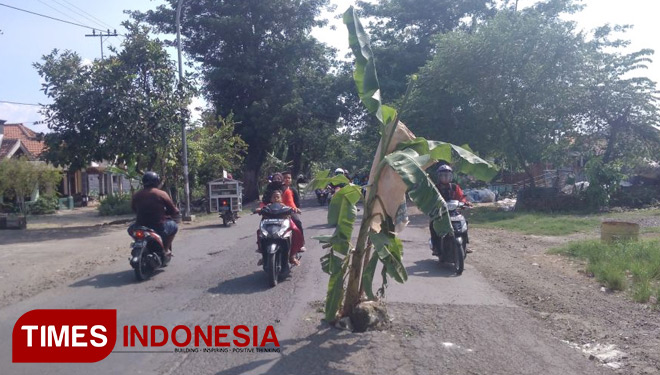 Warga Gresik Ini Tanami Jalan Rusak Dengan Pohon Pisang Times Indonesia