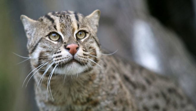 Kucing Ras Asli Indonesia Yang Terancam Punah Times Indonesia