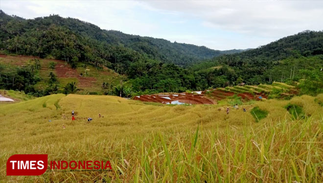 Sisa Kerajaan Mandala Jadi Pesawahan Subur Di Langkaplancar Times