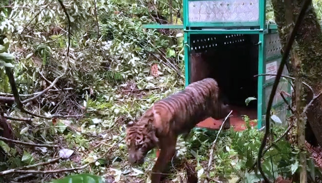 Tiga Harimau Sumatra Mati Terkena Jerat Babi TIMES Indonesia