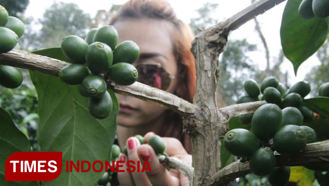 Kopi Arabika Bondowoso Republik Kopi menjadi salah satu kopi Arabika terbaik di Indonesia. (foto: Doc TIMES Indonesia)
