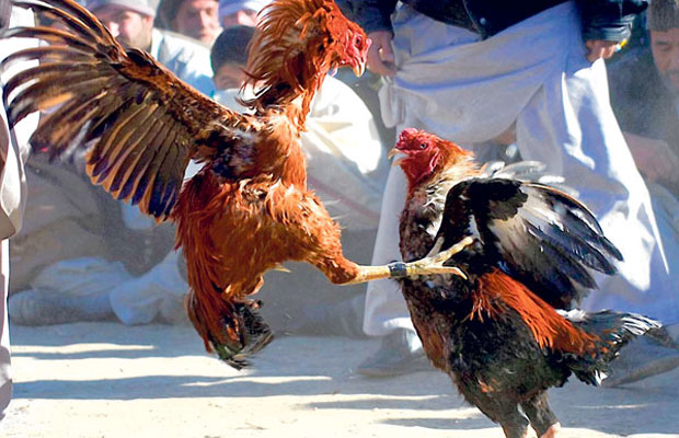 ILUSTRASI - Sabung Ayam. (FOTO: Istimewa)