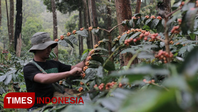 Kopi Bondowoso. (FOTO: Dok. TIMES Indonesia)