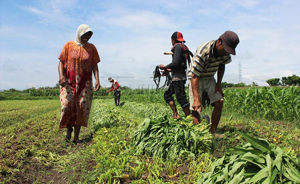 Lami (50) dibantu keponakannya David (27) memanen yang terletak di Desa Ngampel, Kecamatan Papar, Kabupaten Kediri. (Foto: Kurnia Pangestuti/CP/TIMES Indonesia)