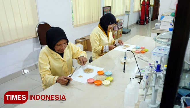 Petugas sedang mengecek mutu komoditas gabah di laboratorium UPT PSMB LT Jember. (FOTO: Dody/ TIMES Indonesia)
