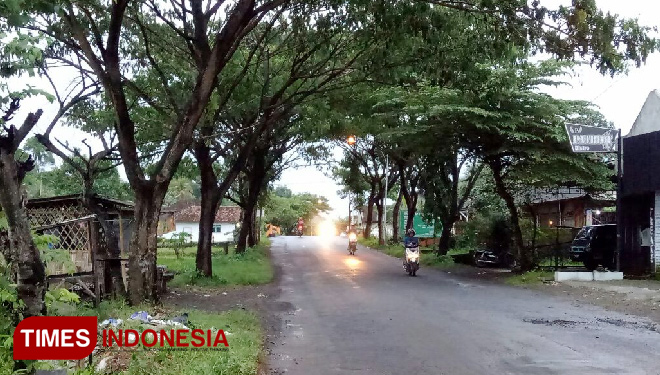 Barisan pohon di Jalan KH. Imam Bahri, Desa Genteng Wetan, Kecamatan Genteng yang rindang. (foto: Erwin Wahyudi/TIMES Indonesia)