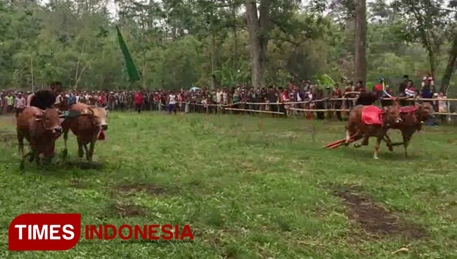 Dua pasang sapi beradu cepat di lintasan (FOTO: Happy/TIMES Indonesia)