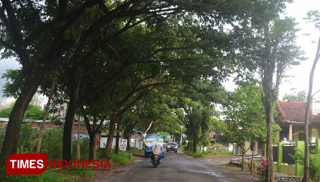 Pohon.jpg