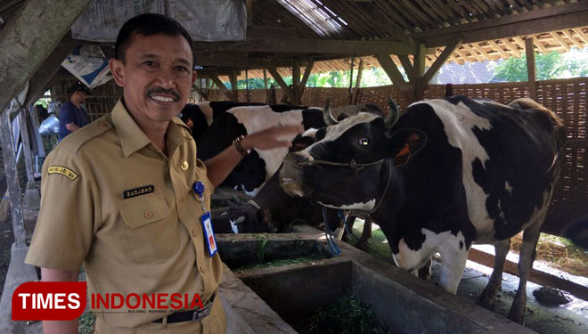 Kepala Dinas Peternakan dan Kesehatan Hewan Kabupaten Malang, Sudjono ketika melihat kondisi sapi di desa Sumbersuko, Wagir.(FOTO: Widodo Irianto/TIMES Indonesia)
