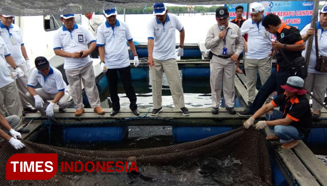 Rombongan Pupuk Kaltim yang dipimpin Direktur Utama Bakir Pasaman, saat memanen ikan kerapu cantik di Keramba Jaring Apung. (FOTO: Fauzi Humas PKT for TIMES Indonesia)
