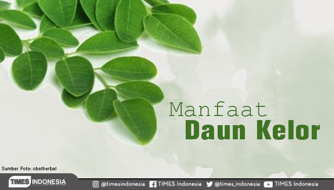 ILUSTRASI - Manfaat daun kelor (FOTO: Istimewa)
