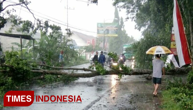 Pohon jenis kecrut yang roboh setelah hujan deras di Jalan Nasional III Banyuwangi (FOTO : Hafil Ahmad/TIMES Indonesia)