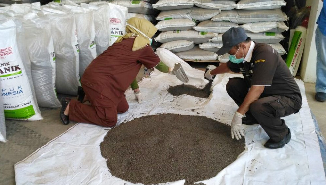 Petugas UPT PSMB-LT Jember mengambil contoh pupuk untuk diuji sebelum dipasarkan ke masyarakat. (FOTO: Istimewa)
