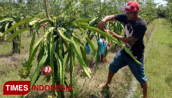 Harga Buah Naga Petani Di Banyuwangi Mulai Normal Times Indonesia