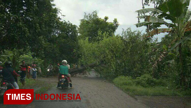 ILUSTRASI - Pohon tumbang karena cuaca buruk (FOTO: Dok.TIMES Indonesia)