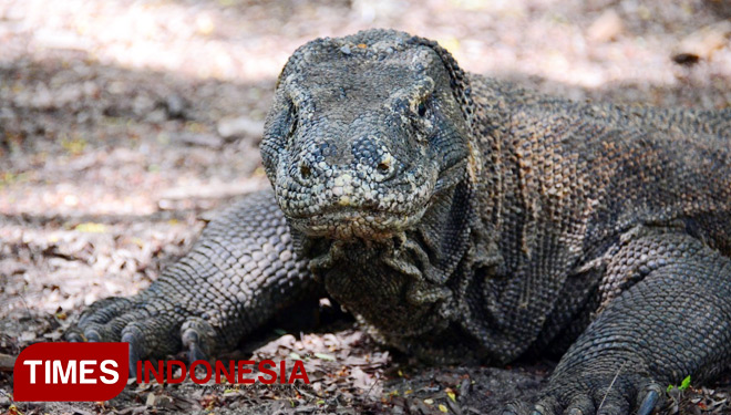 KOMODO19216c.jpg