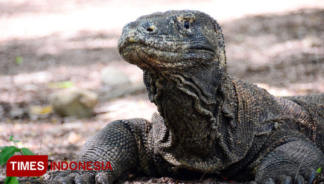 Reptil Komodo di Laboan Bajo, Manggarai Barat, Nusa Tenggara Timur (NTT). (FOTO: Imadudin/TIMES Indonesia)