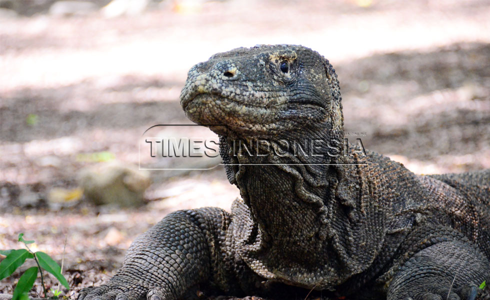 Tips Liburan Aman Bersama Keluarga di Taman Nasional Komodo