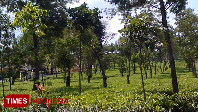 Kebun Teh Wonosari of Malang (Photo: Document TIMES Indonesia)