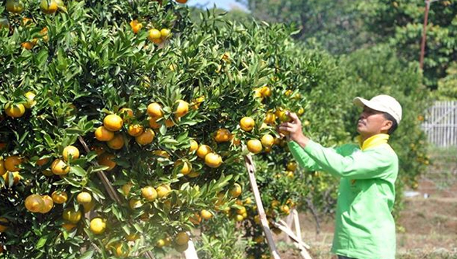 Wisata petik jeruk yang terletak di Desa Solerejo Kecamatan Dau (FOTO: fajar/ balitbangtan)