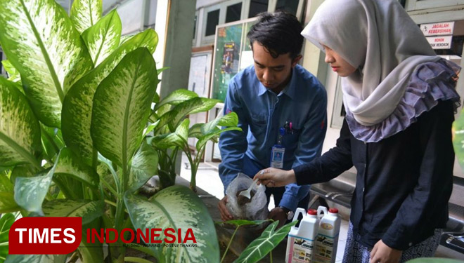 Mahasiswa UMG sedang mempratikkan pembuatan pupuk organik dari kotoran kelelawar. (FOTO: Akmal/TIMES Indonesia)