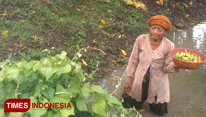 Salah satu petani sedang mencari Bunga Kenanga di pematang sawah yang terdapat tanaman kenanga miliknya. (FOTO : Akmal/TIMES Indonesia)