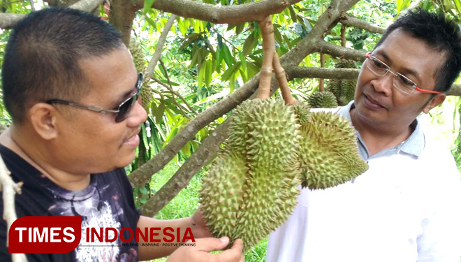 Kabag Humas Pemkab Gresik, Suyono (Kiri) bersama Kepala Desa Kebonagung, Kecamatan Ujungpangkah, Nur Khozin (Kanan) ketika meninjau destinasi agrowisata buah durian, Jumat (05/01/2018). (FOTO : Akmal/TIMES Indonesia)