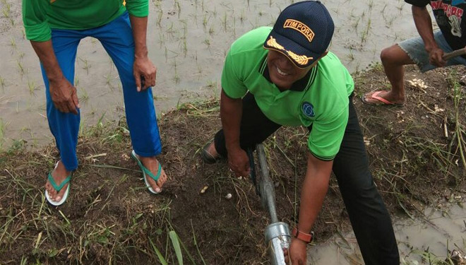 Camat Kalitengah, Suwignyo, bersama puluhan warga Desa Butungan melakukan gropyokan di pematang sawah, Kamis (18/1/2018). (FOTO: Istimewa)