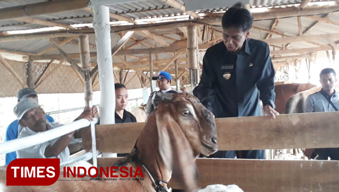 Bupati Bondowoso, Amin Said Husni, saat meninjau kampung ternak terpadu di Desa Karanganyar, Kecamatan)Tegalampel, Bondowoso. (FOTO-FOTO: Sofy/TIMES Indonesia