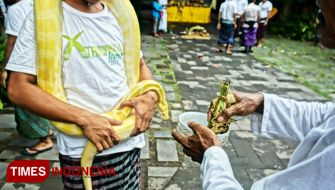 Upacara-Tumpek-Kandang-D.jpg