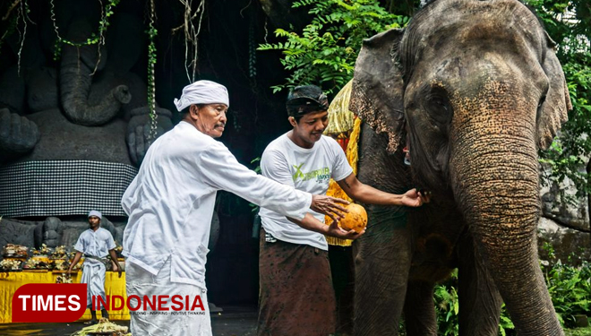 Bali Safari And Marine Park Lakukan Ritual Tumpek Kandang Times Indonesia