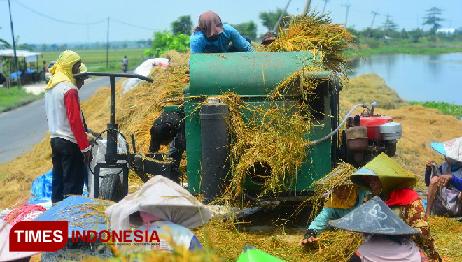 Wow... Panen Perdana Benih Padi Temuan Mbah Rono Capai 7 ton