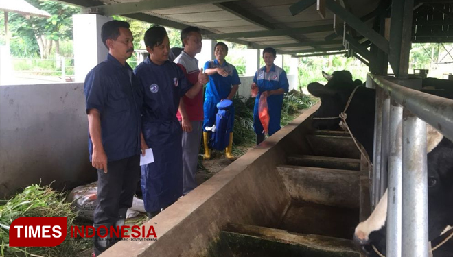 Lagi, Tim BET Cipelang dan STPP Malang Lakukan Transfer Embrio