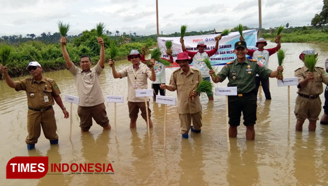 Tanam-padi.jpg