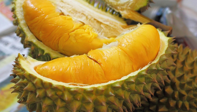 Download 64+ Gambar Durian Merah Terbaik Gratis