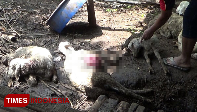 Junaidi menunjukkan luka gigitan pada kambing yang diduga akibat gigitan anjing liar. (FOTO: Happy L/TIMESIndonesia)