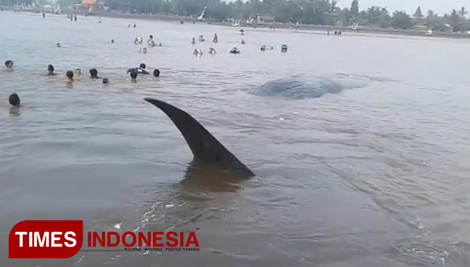 IKAN-PAUS1.jpg