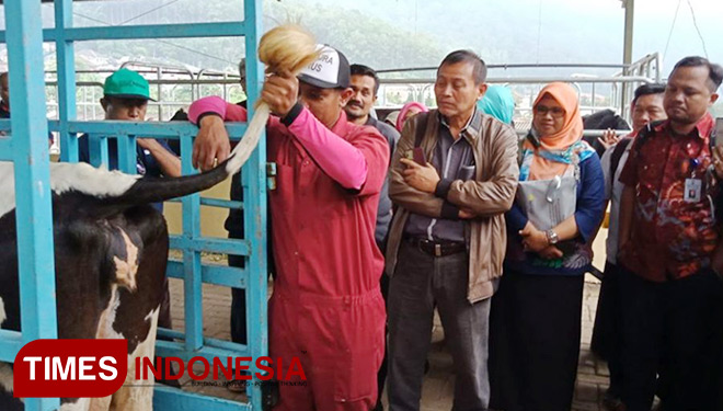Kegiatan tanam embrio (TE) perdana sapi Belgian Blue di Balai Besar Pelatihan Peternakan (BBPP) Batu, Jumat (3/3/32018). (Foto: BBPP Batu for TIMES Indonesia)