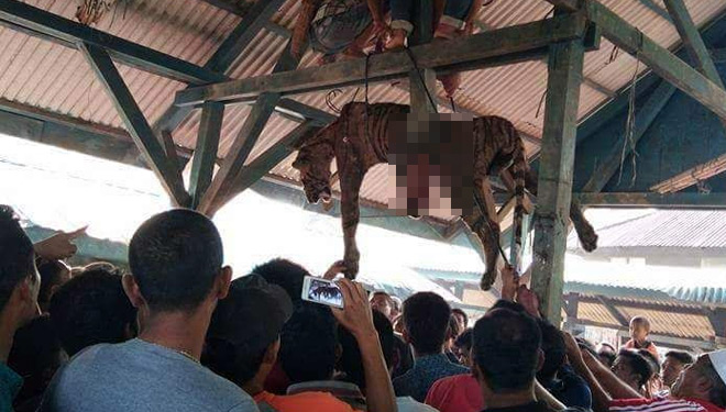 Harimau Sumatera yang mati ditangan warga (FOTO: Facebook)