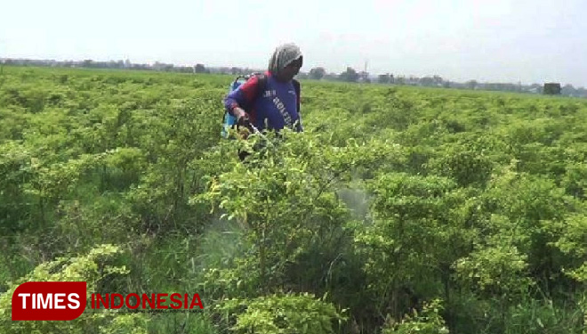 Petani cabe rawit saat melakukan perawatan di lahan pertaninnya, dengan menyemprotkan obat dan membuang cabe yang siserang penyakit.(FOTO: Dicko W/TIMES Indonesia)