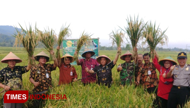 Panen padi pada kegiatan Farmers Field Day (FFD), Rabu (21/3/2018) di Desa Gumelem Kulon, Kecamatan Susukan, Kabupaten Banjarnegara. (FOTO: BBPP Batu for TIMES Indonesia)
