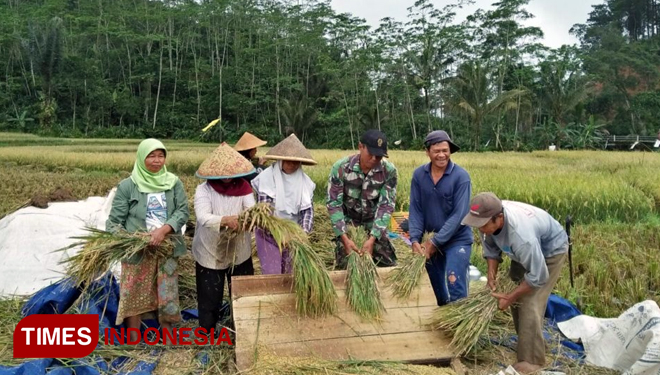 Pak Basir (50), warga RT 3 RW 1 Desa Karangjambu sedang panen padi di bantu Satgas TMMD (FOTO: AJP. TIMES Indonesia)
