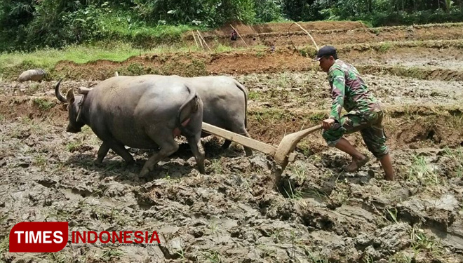“Nyingkal” Tidak Hanya Tentara, Kerbaupun Diolahragakan di Karangjambu (FOTO: AJP TIMES Indonesia)