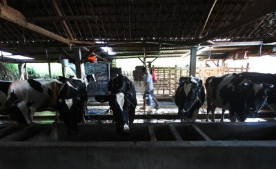 Jawa Timur Penghasil Susu dengan Kualitas Bagus