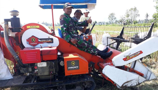 Danramil 0824/25 Jenggawah Dampingi Panen Kelompok Tani