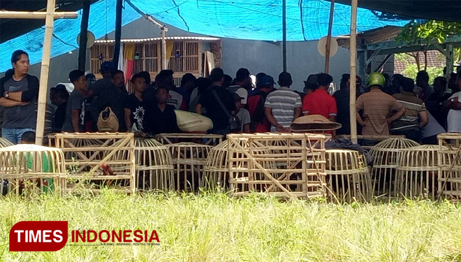 Latber Sabung Ayam di Genteng Bikin Resah Warga