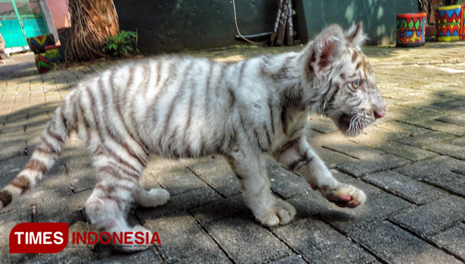 Harimau-Putih.jpg