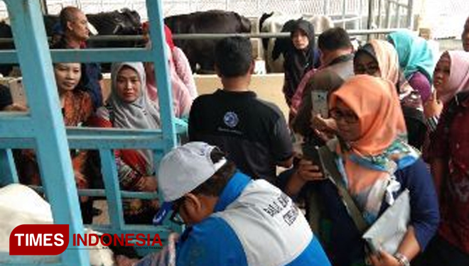 Pelaksanaan Transfer Embrio oleh tim pengembangan sapi BB (FOTO: AJP/TIMES Indonesia)