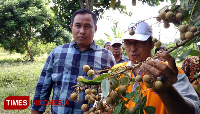 Wakil Ketua DPRD Gresik Nur Qolib (kanan) didampingi Kades Pangkahwetan Syaifullah Mahdi (kiri) saat melihat buah kelengkeng di agrowisata buah Desa Pangkahwetan. (FOTO: Akmal/TIMES Indonesia).