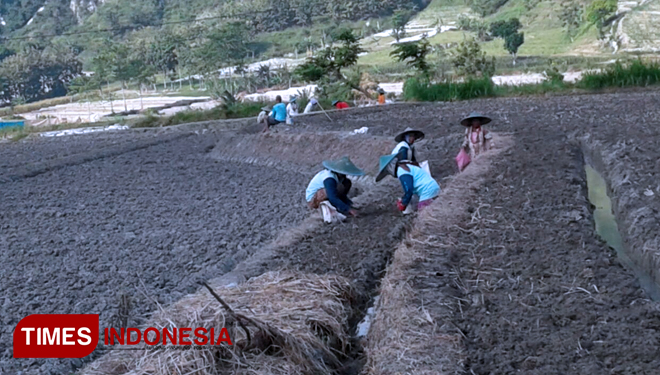 Persawahan milik petani Desa Deling, Kecamatan Sekar, Bojonegoro. Senin (14/5/2018) (FOTO: Ali/ TIMES Indonesia)